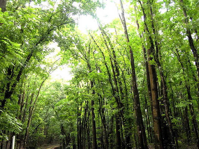 Bilar Man-made Forest