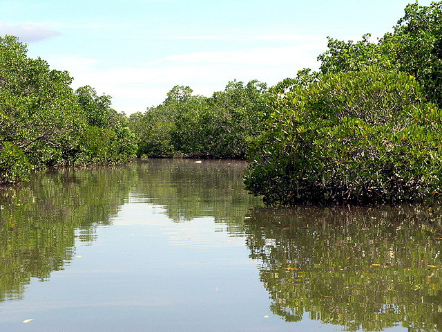 Mangrove Swamp Forest Reserve, Bohol